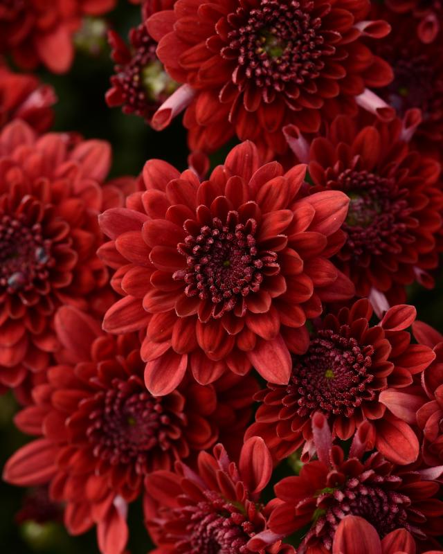 An image of Fall Mum - Morgana Red