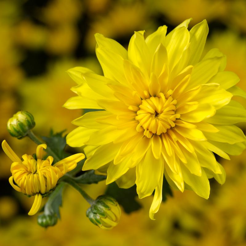 An image of Fall Mum - Makayla Yellow