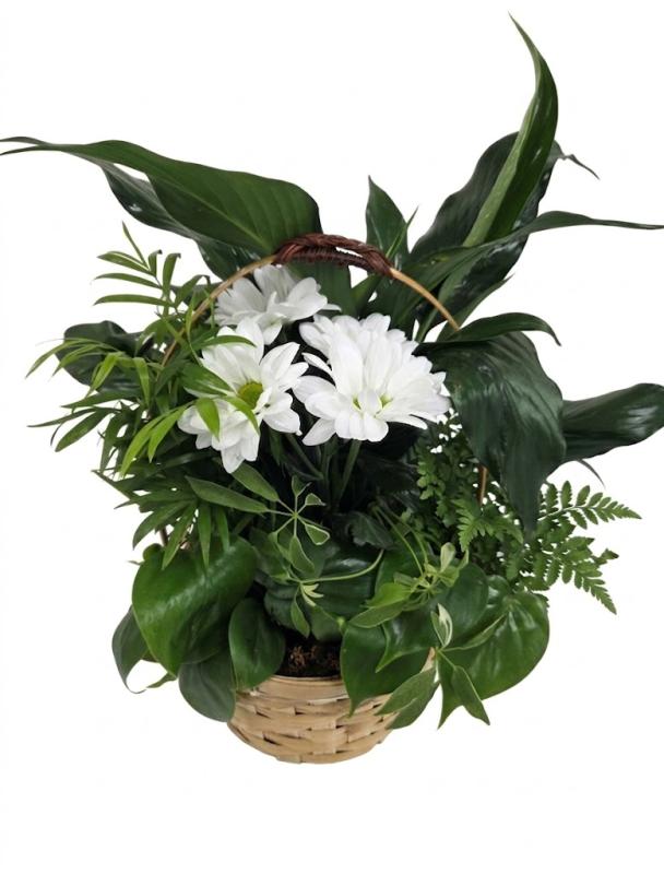 An image of Planter With Cuts Medium In Basket