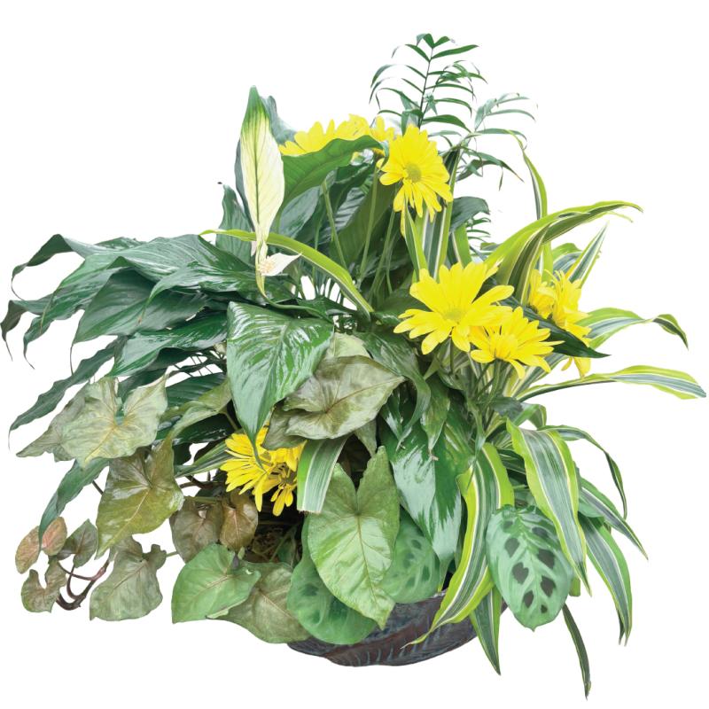 An image of Container Garden with Cut Flowers