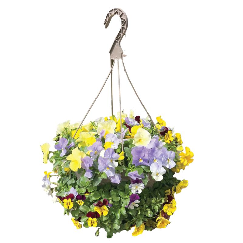 An image of Benken Grown Hanging Basket of Pansies