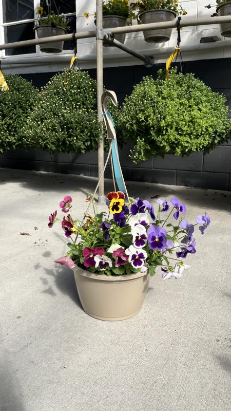 An image of Pansy 6"