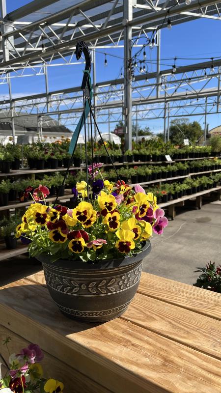 An image of Pansy 6"