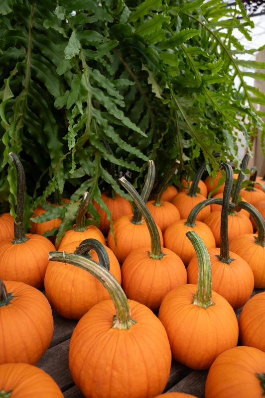 An image of Orange Pie Pumpkin