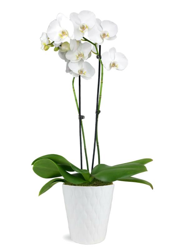 An image of Elegant Orchids Colorful Single