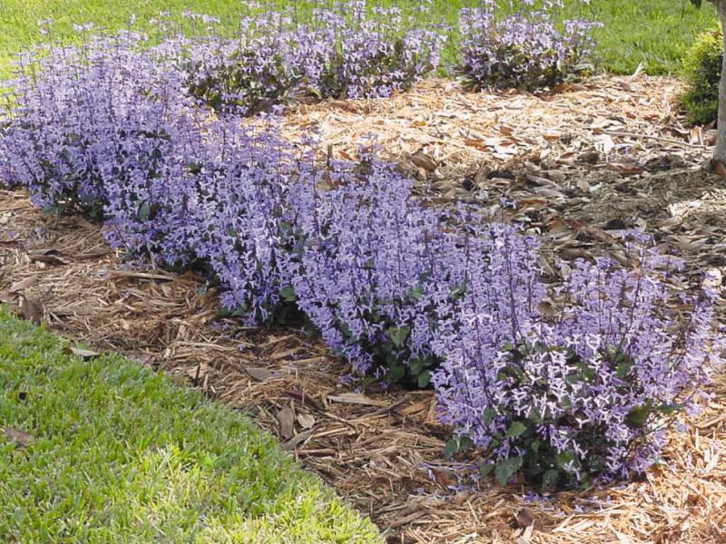 An image of Plectranthus Mona Lavender