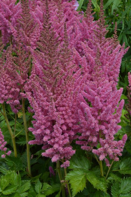 An image of Astilbe - Vision in Pink