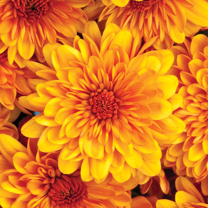 An image of Fall Mum - Cheryl Spicy Orange