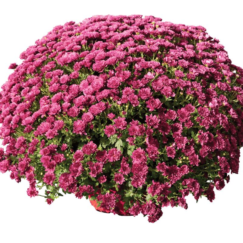 An image of Fall Mum - Rhonda Purple