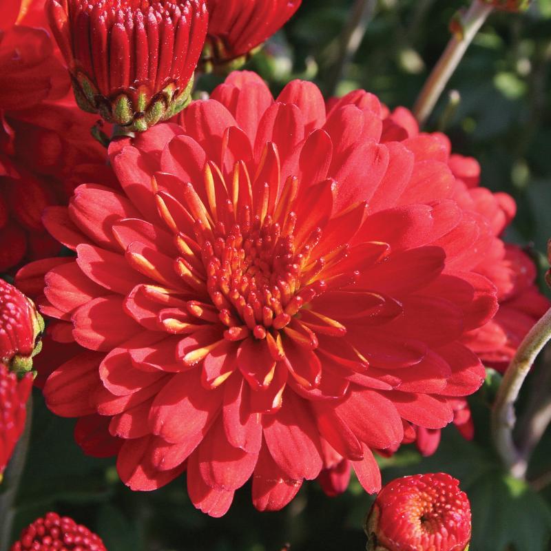 An image of Garden Mum Hestia Hot Red