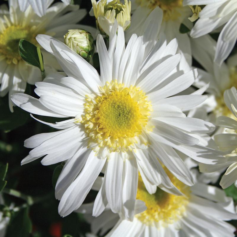An image of Fall Mum - Edith White