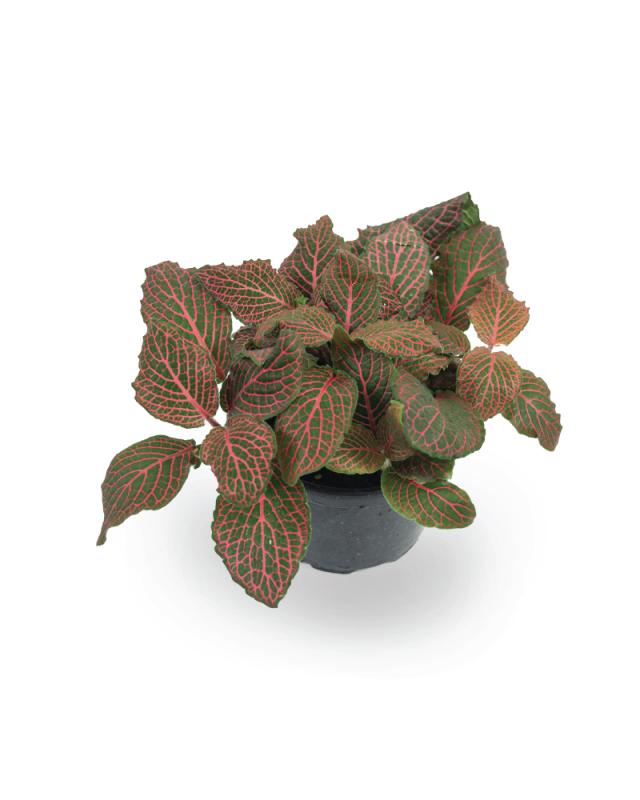 An image of Fittonia - Nerve Plant - Red - 4"