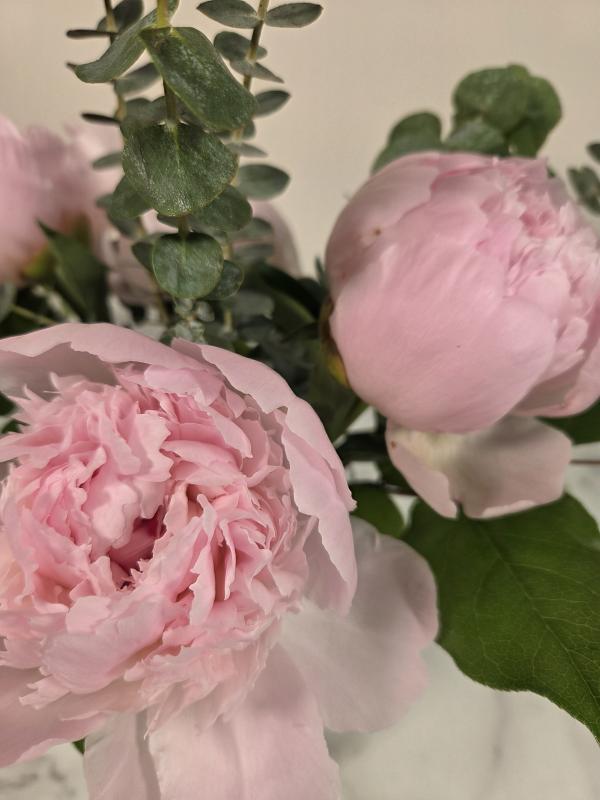 An image of Petal Poetry Standard