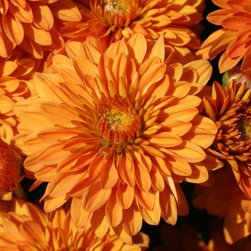 An image of Fall Mum - Hannah Orange