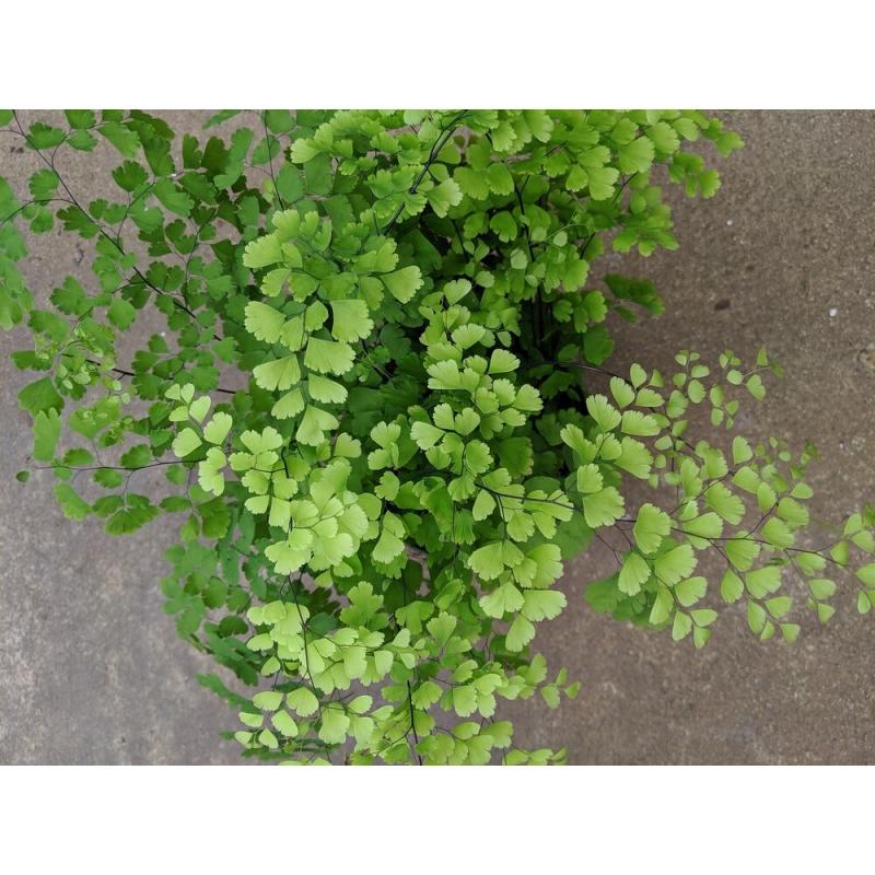An image of Fern Maidenhair Fragrans 4"