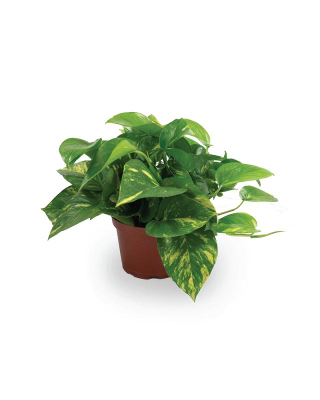 An image of Pothos - Golden - 6"