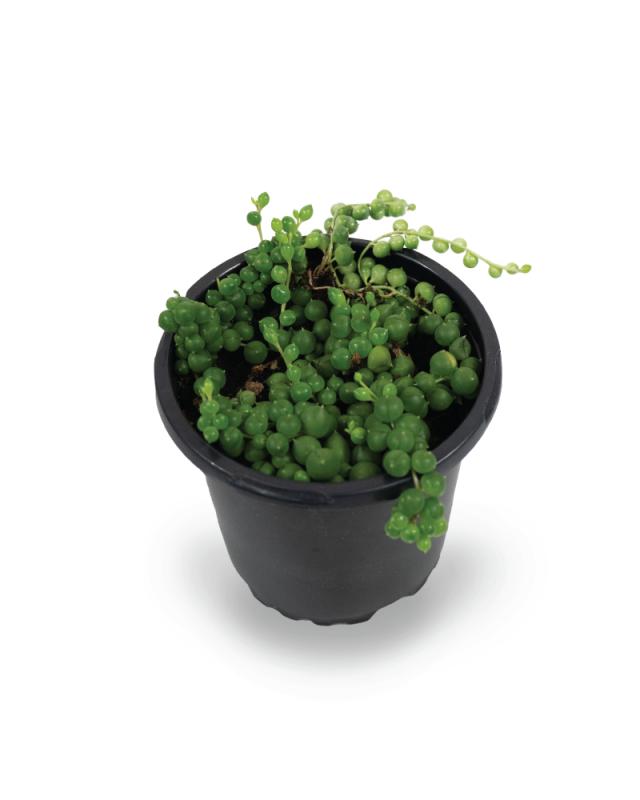 An image of String of Pearls - 4"