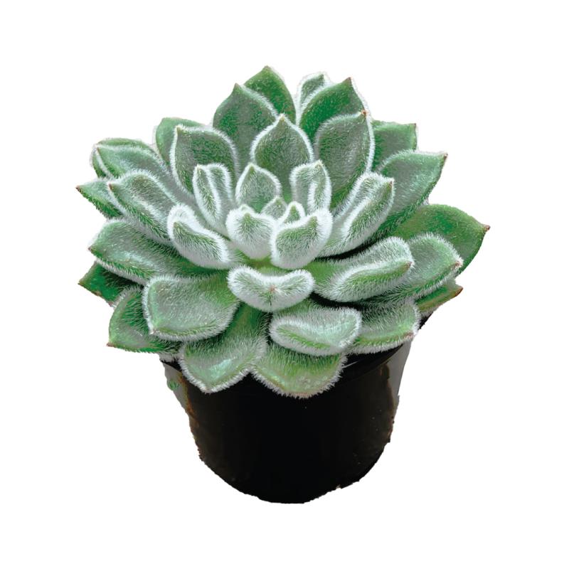 An image of Echeveria Succulent