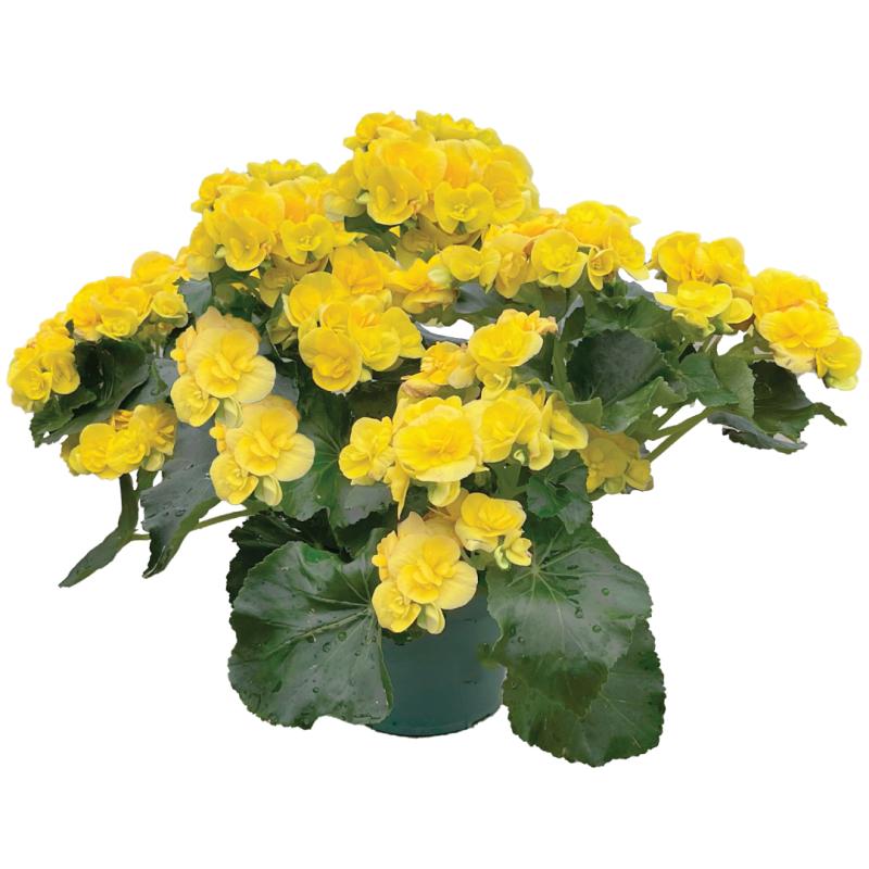 An image of Reiger Begonia - Yellow