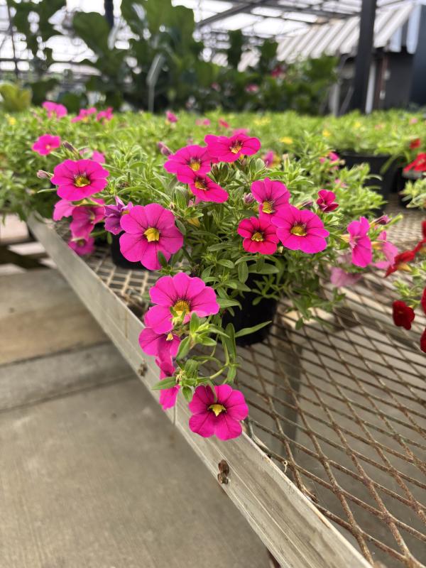 An image of Calibrachoa 1 qt