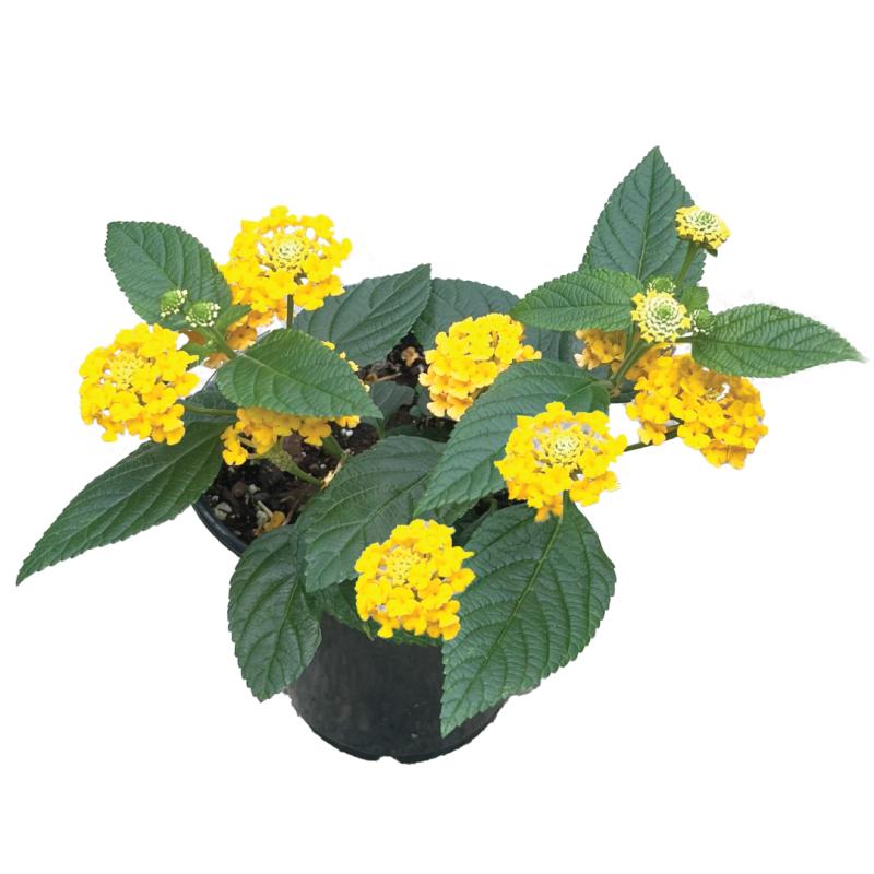 An image of Lantana - Little Lucky Pot of Gold