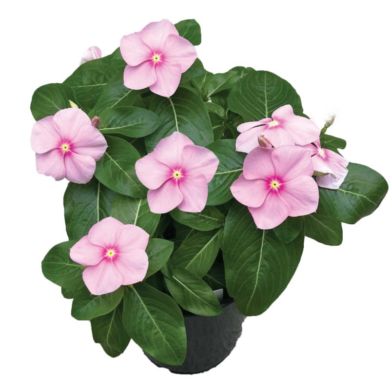 An image of Upright Vinca - Titan Icy Pink