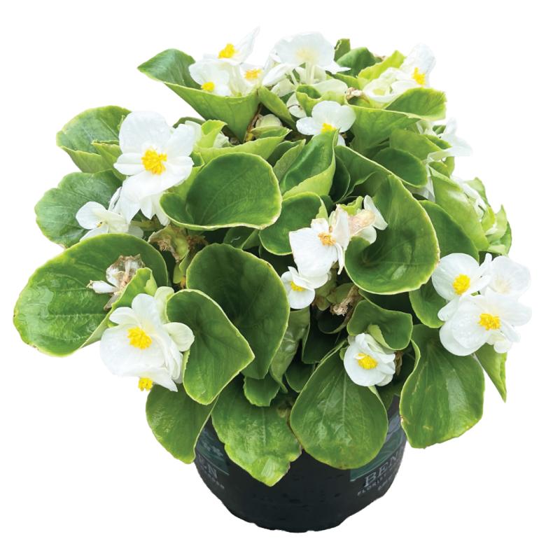 An image of Wax Begonia - Bada Bing White - 6.5"