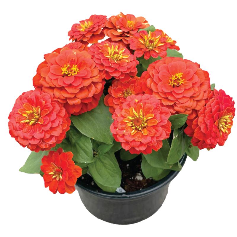 An image of Zinnia Zesty Scarlett in a 6.5" Grow Pot