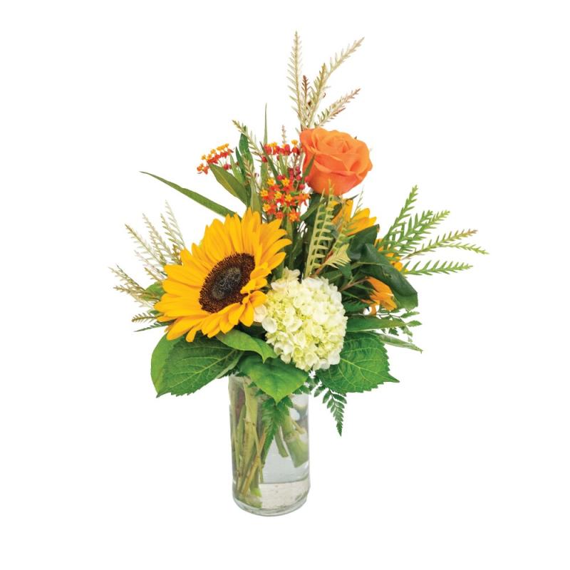 An image of Sunny Surprise Standard