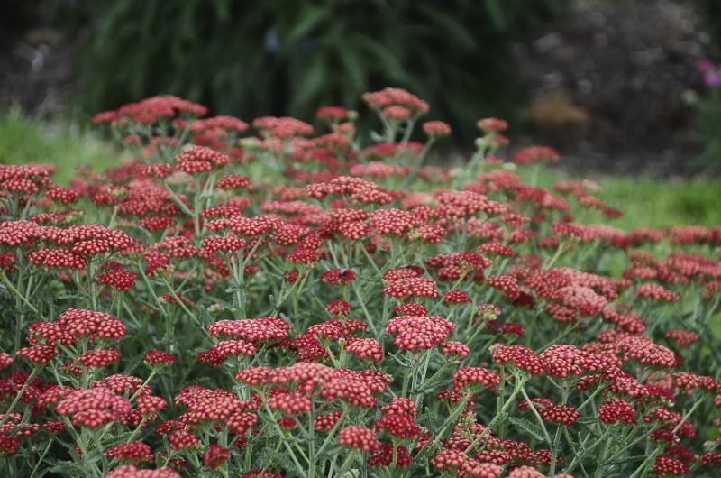 An image of Yarrow - Sassy Summer Sangria