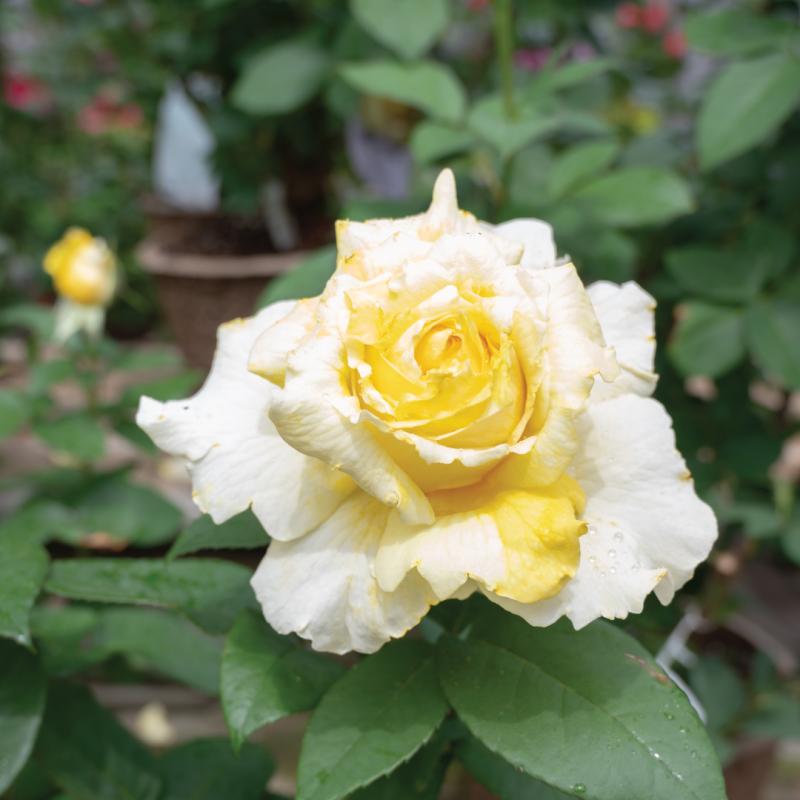An image of Chantilly Cream Nursery Rose