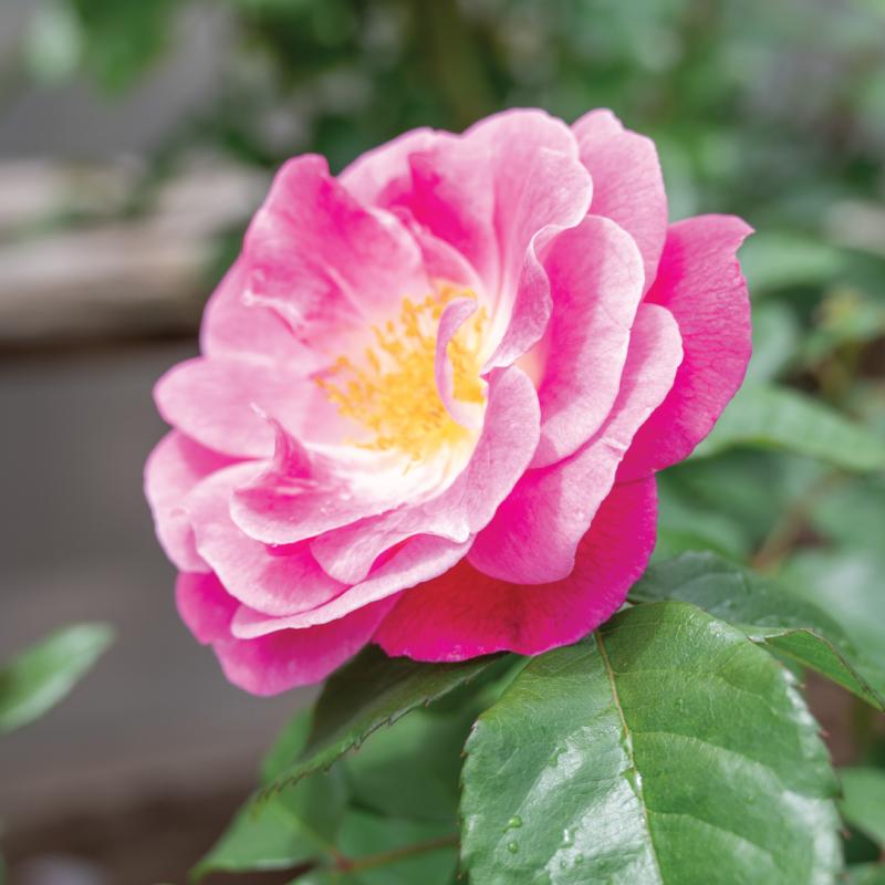 An image of Easy To Please - Nursery Rose