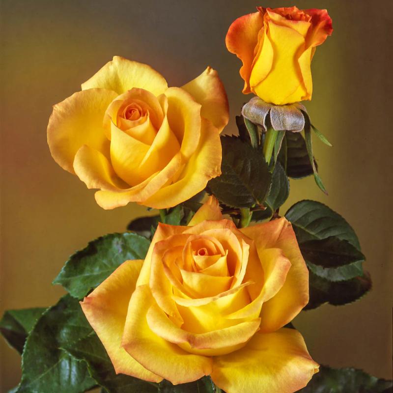 An image of Gold Medal - Nursery Rose
