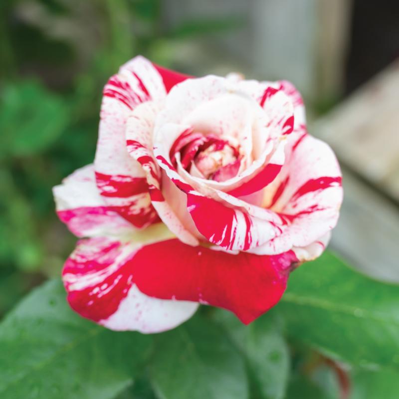 An image of Neil Diamond - Nursery Rose