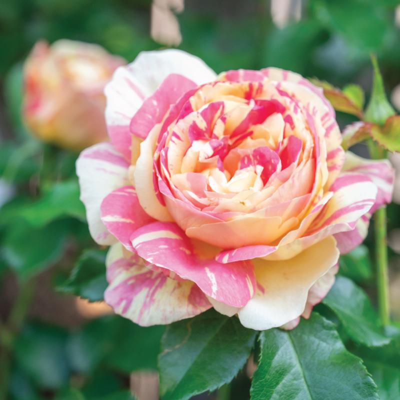 An image of Pop Art - Nursery Rose