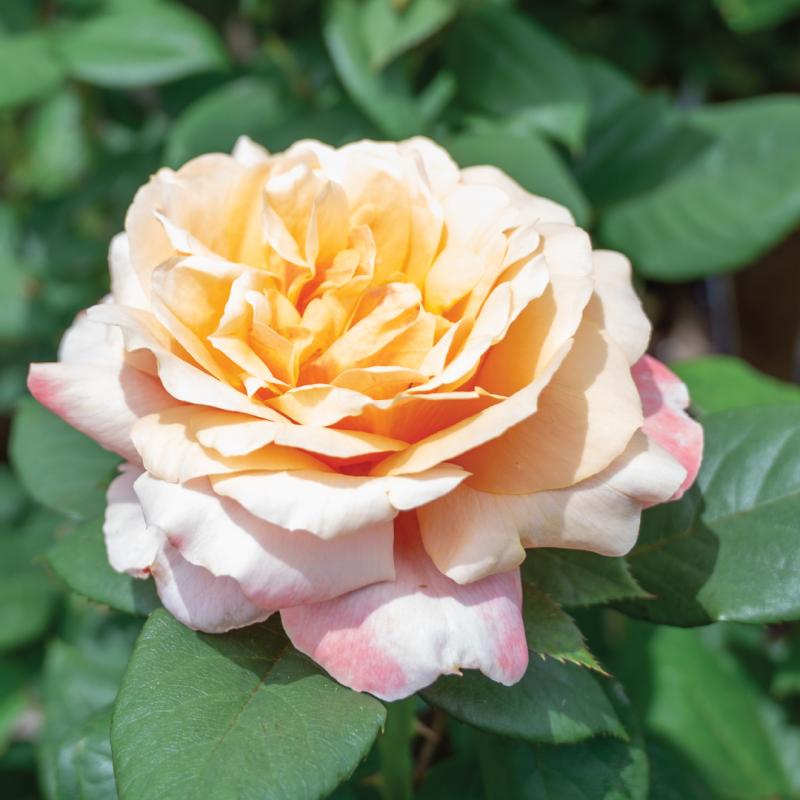 An image of Nursery Rose - State of Grace