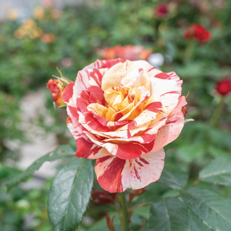 An image of Tropical Lightning Nursery Rose