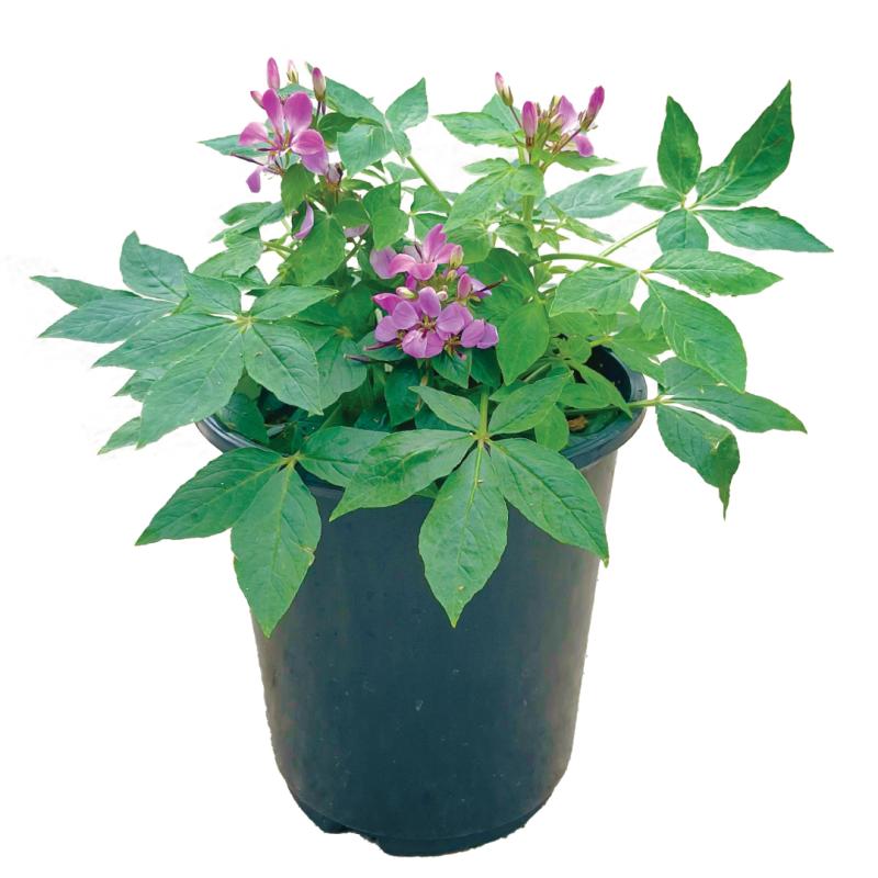 An image of Cleome - 1 Gallon