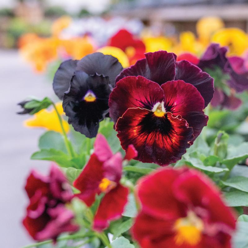 An image of Pansy