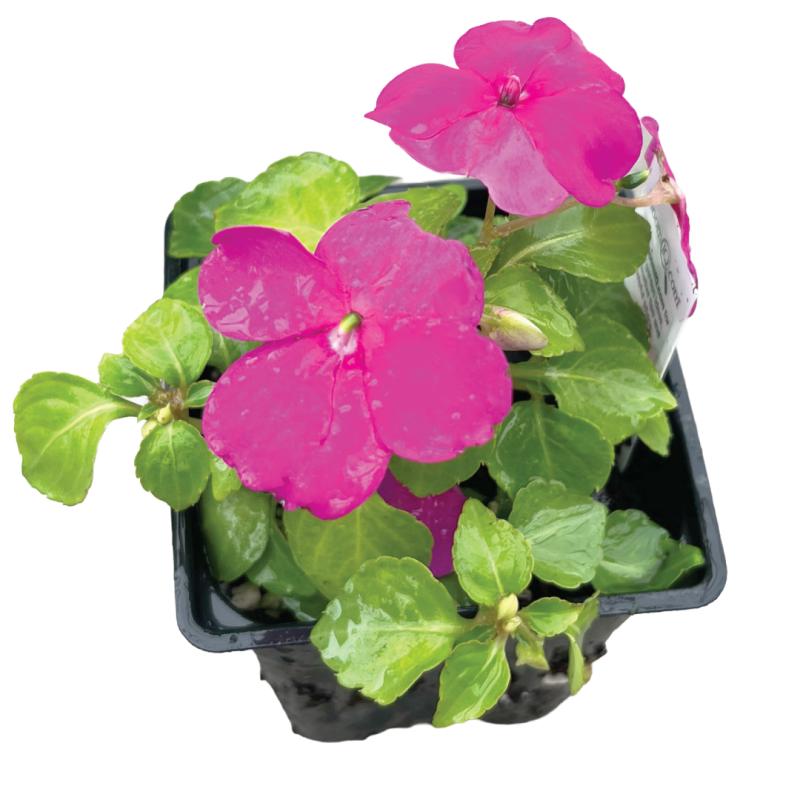 An image of Impatiens - Violet - in a 3" Grow Pot
