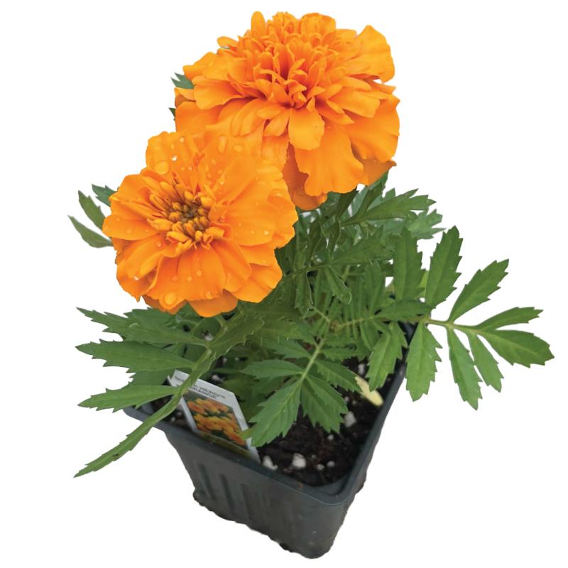 An image of Marigold SuperHero Orange in a 3" Grow Pot