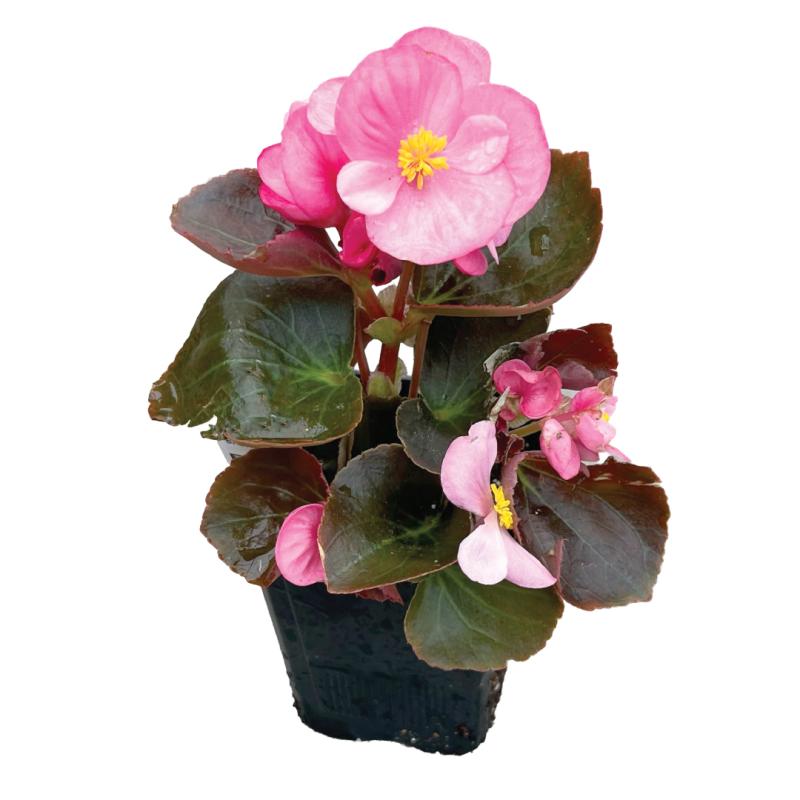 An image of Wax Begonia - Bada Boom Rose - 3"
