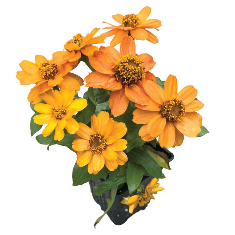 An image of Zinnia Zahara Fire in a 3" Grow Pot