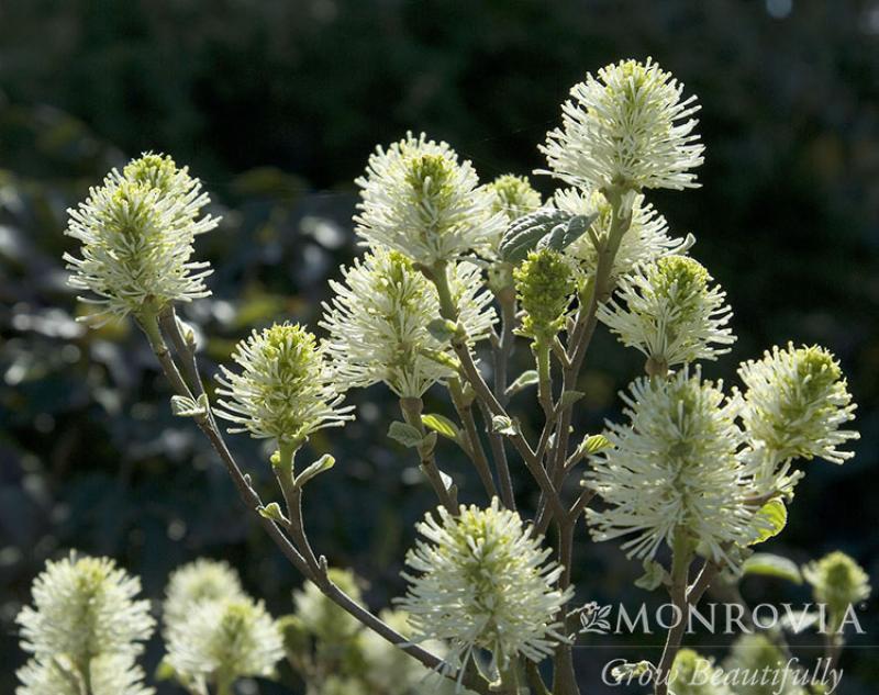 An image of Fothergilla Mount Airy 2 gal