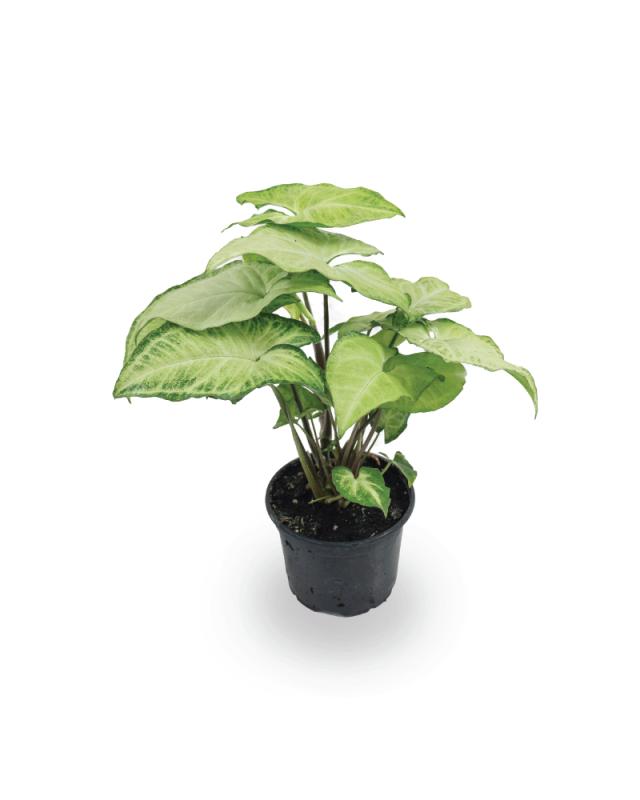 An image of Syngonium - White Butterfly - 4"