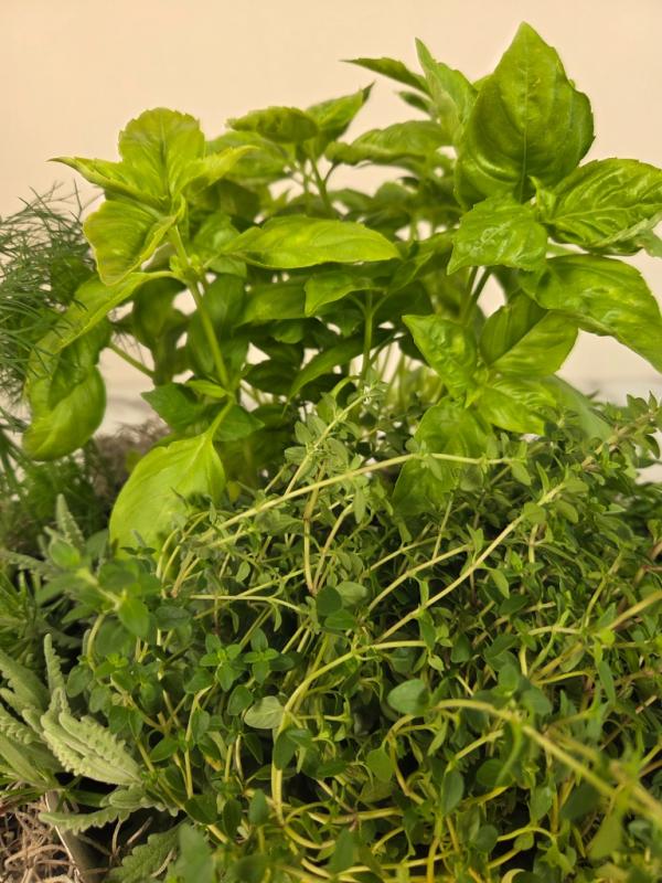 An image of Herb Planter standard