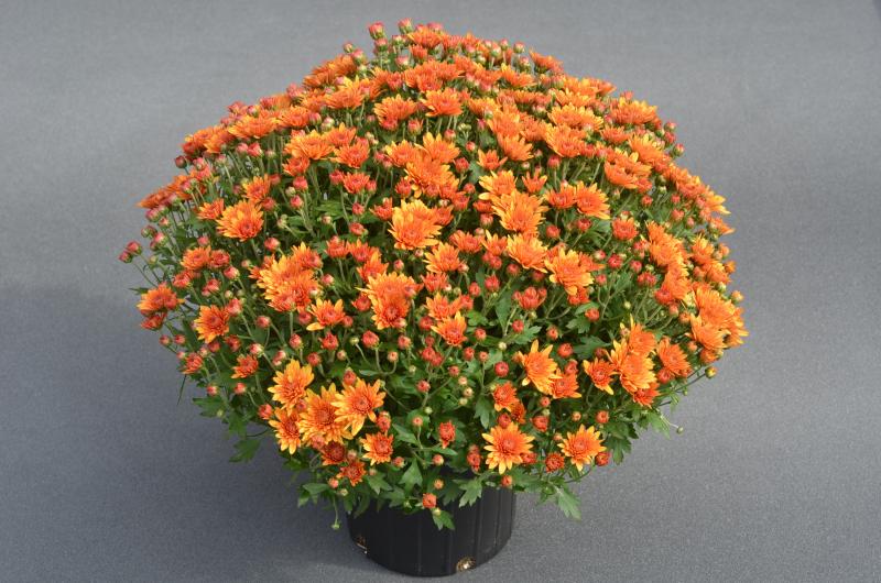 An image of Fall Mum - Blazing Orange