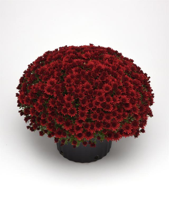 An image of Fall Mum - Morgana Red