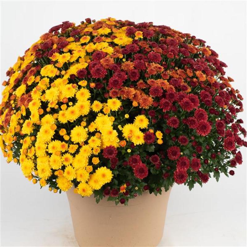 An image of Benken-grown Garden Mums in Cheryl Mixed Colors