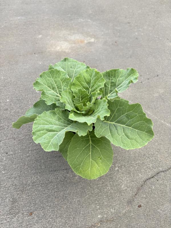 An image of Ornamental Cabbage 1 Qt